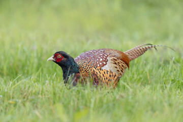 Common pheasant Phasianus colchicus in close view