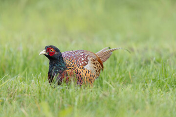 Common pheasant Phasianus colchicus in close view