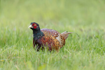 Common pheasant Phasianus colchicus in close view