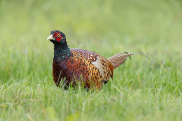 Common pheasant Phasianus colchicus in close view