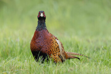 Common pheasant Phasianus colchicus in close view