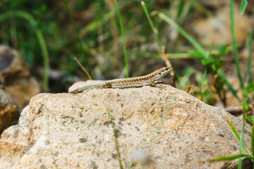 Closeup of lizard sunbathing on a rock