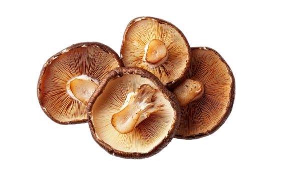 Brown champignon mushroom isolated on white or transparent background