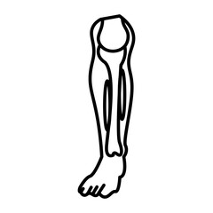 Shins Vector Line Icon Design