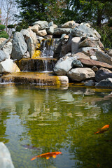 Fototapeta premium Pond, waterfall with clear water and swimming carps. Authentic landscape with a view of fish in the water. Home garden decor. 