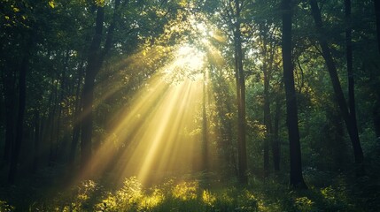 Bright scene with rays of light