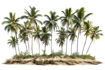 Coconuts and tropical foliage