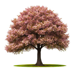 Obraz premium Sakura tree isolated on Transparent background