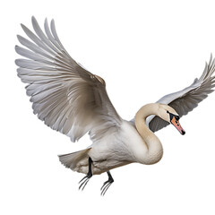 A swan in fight isolated plain background 