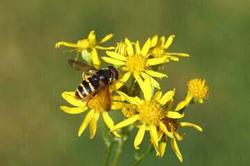 Male hoverfly, Yellow-barred Pond Fly, Sericomyia silentis, family Syrphidae on the flower of ragwort (Jacobaea vulgaris, Senecio jacobaea). Dutch garden. Netherlands, September