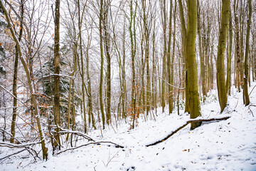 Fototapeta premium Kassel, Germany - trees and buildings in winter