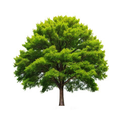 Fototapeta premium Tree isolated on Transparent background