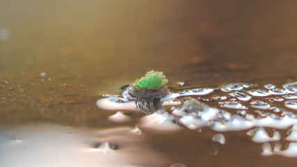 Moss in a puddle that reflects the sun, a warm water reflection, with copy spcae or negative space