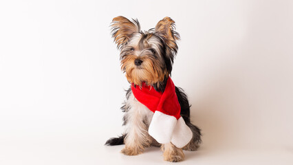 Adorable yorkshire terrier wearing a santa hat scarf on white background