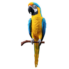 Fototapeta premium parrot on a transparent background