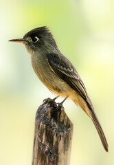 Cuban pewee (Contopus caribaeus), Cuba, Trinidad. Selective focus on bird's eye