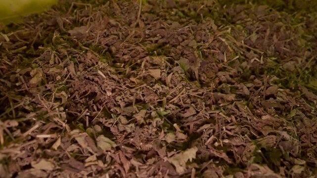 Storage space for dried patchouli leaves