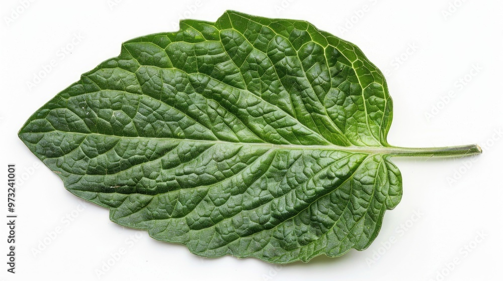 Poster a detailed view of a single leaf against a plain white background