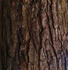 tree bark texture background pattern macro close up