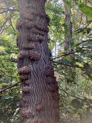 trunk of a tree with burls