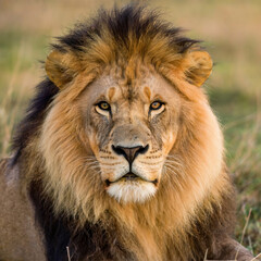 Closeup View of a lion on a bright wild background 