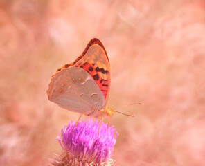 A mother-of-pearl butterfly on a flower. Beautiful bright background.