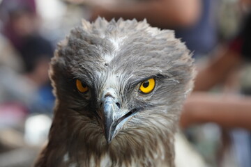 Wild birds of prey, hawks with sharp eyes