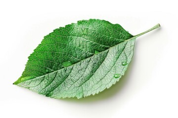 Obraz premium A single green leaf with water droplets glistening on its surface