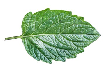 Obraz premium A single leaf photographed against a plain white background