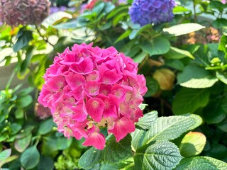 Pink hydrangea close up