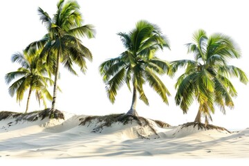 Obraz premium A group of palm trees situated on the sandy shore, ideal for a tropical or beach-themed project