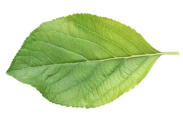 Obraz premium A single leaf photographed closely on a plain white surface