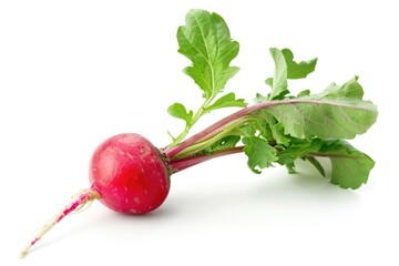 Fresh radish with vibrant green leaves on a clean white surface