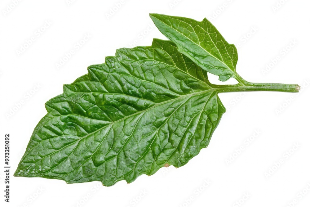 Poster a close-up shot of a single leaf on a plain white background, ideal for use in product or editorial 