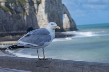 Etretat France vacation summer sea ocean le havre claude monet nature 