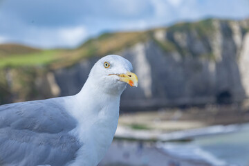 Etretat France vacation summer sea ocean le havre claude monet nature 
