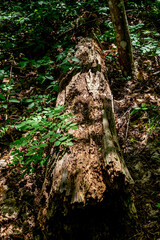 rotten wood left in the forest is a breeding ground for insects.