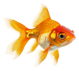 PNG Golden goldfish swimming gracefully in water