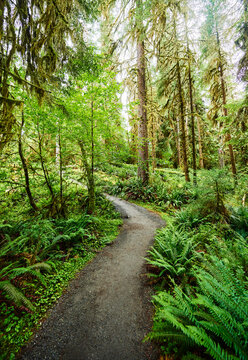 Hall of Moses trail, Hoh rainforest, Olympic National Park, Washington State 