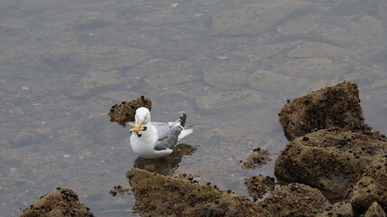 A seagull standing at low tide in a rocky seaweed, barnacle covered surface in the North Atlantic, Lubec, Maine, USA holding an orange starfish with attached black barnacles in it's beak.