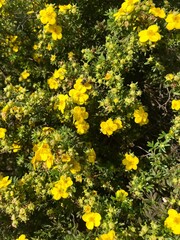 yellow flowers background