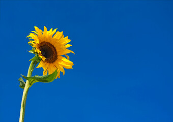 Sonnenblume vor blauem Himmel