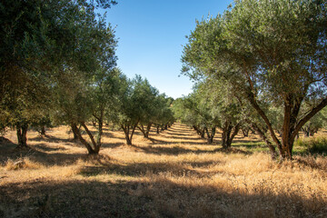 Olive tree grove near Bangor, California