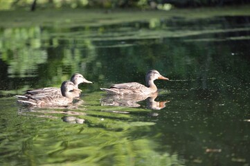 Ducks Swimming on a Reflective Pond in Nature