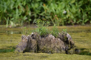 Nature's Resilience: Plants Growing on Submerged Tree Stump