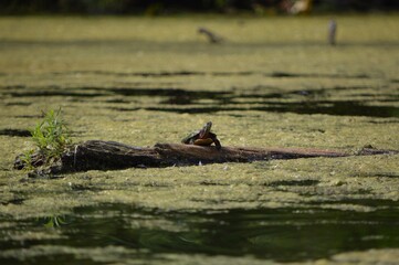 Turtle Sunbathing on Log in Pond