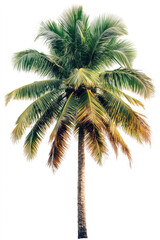 A coconut palm tree
