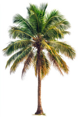 A coconut palm tree