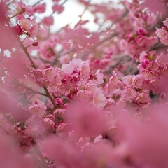 Obraz premium Spring blossom background with pink flowers