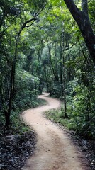 Obraz premium A winding hiking trail through a dense forest in a national park, perfect for outdoor enthusiasts